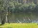 Scenic lake view with three sandhill cranes standing near the shore and a park bench nearby at 11720 Winterset Cove Dr, Riverview, FL 33579