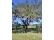 Majestic oak tree with Spanish moss, providing shade and charm to the lush green lawn on a clear day at 8946 Old Pasco Rd, Wesley Chapel, FL 33544