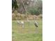 Beautiful shot of Sandhill Cranes in the backyard of this lushly landscaped property at 8946 Old Pasco Rd, Wesley Chapel, FL 33544