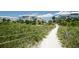 A sandy path leads through sea grass toward beachfront condos at 6500 Sunset Way # 501, St Pete Beach, FL 33706
