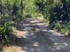 Long private driveway leading to the residence through verdant overgrowth at 16921 Crawley Rd, Odessa, FL 33556