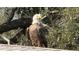 An up-close view of a majestic bald eagle perched on a roof at 96 New York Avenue, Dunedin, FL 34698