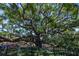 Beautiful, mature oak tree with sprawling branches and Spanish moss at 1857 Castle Woods Dr, Clearwater, FL 33759