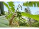 Lush backyard banana tree bearing fruit, adding tropical charm to the landscape at 11800 Park Blvd # 505, Seminole, FL 33772