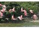 Roseate Spoonbills in flight over a tranquil body of water surrounded by mangroves at 15 Jefferson S Ct, St Petersburg, FL 33711