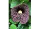 Unique dutchman's pipe flower with mottled pattern and distinctive shape, surrounded by green foliage at 8117 River Point Dr, Weeki Wachee, FL 34607