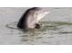 Close-up of a dolphin swimming in the water at 13105 Boca Ciega Ave, Madeira Beach, FL 33708