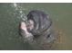 Close-up of a manatee's face as it surfaces in the water at 13105 Boca Ciega Ave, Madeira Beach, FL 33708