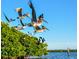 A group of pelicans perched in trees along the waterfront, showcasing a scenic view at 13105 Boca Ciega Ave, Madeira Beach, FL 33708