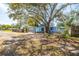 Charming blue house featuring a lovely front yard with a large shade tree at 1335 15Th St, Palm Harbor, FL 34683