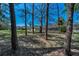 Spacious, well-maintained backyard framed by mature trees and a glimpse of screened pools at 2075 Warwick Dr, Oldsmar, FL 34677