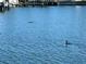Waterfront view with a bird swimming in the canal at 2300 S Shore Se Dr, St Petersburg, FL 33705