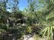 Green space with mature trees and other Florida vegetation at 7425 Riverbank Dr, New Port Richey, FL 34655