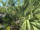 Tropical foliage and ravine landscape, adding natural charm to the property at 7425 Riverbank Dr, New Port Richey, FL 34655
