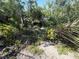 Picturesque ravine with tropical plants creates a lush, unique outdoor space at 7425 Riverbank Dr, New Port Richey, FL 34655
