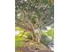 Magnificent mature tree with intertwining branches by a serene lake offering a tranquil view and natural beauty at 4570 Overlook Ne Dr # 282, St Petersburg, FL 33703