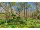Beautiful green space with mature trees and lush foliage at 12956 Royal George Ave, Odessa, FL 33556