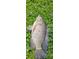 Freshly caught fish lying on a lush green bed of grass and clovers at 18614 San Rio Cir, Lutz, FL 33549