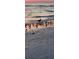 Shorebirds forage along the beach at sunset in a natural and peaceful setting at 125 Shoals Cir, North Redington Beach, FL 33708