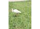 Bird in yard at 405 S Lake Dr, Clearwater, FL 33755