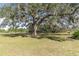 Expansive green lawn featuring a grand, mature tree providing ample shade and scenic views at 11257 Egeria Dr, Odessa, FL 33556