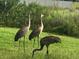 Sandhill cranes in the community's green space at 31251 Mango Fade Way, San Antonio, FL 33576