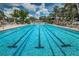 Inviting swimming pool with lane markers, surrounded by lounge chairs and umbrellas at 4906 Turtle Creek Trl, Oldsmar, FL 34677
