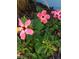 Close-up of vibrant pink hibiscus flowers in full bloom, showcasing the garden at 2235 20Th St S, St Petersburg, FL 33712