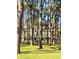 Exterior view of the building through a copse of trees at 2700 Bayshore Blvd # 2308, Dunedin, FL 34698