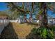 Expansive backyard with mature trees and privacy fence, perfect for outdoor activities at 6907 N 12Th St, Tampa, FL 33604