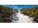 Sandy path leading to the beach, framed by lush vegetation at 3111 Pass A Grille Way # 213, St Pete Beach, FL 33706
