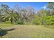 Spacious backyard with a palm tree and natural wooded buffer in rear at 3819 Brooksworth Ave, Tarpon Springs, FL 34688
