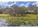 Scenic aerial view of a pond covered in lily pads, surrounded by trees and vegetation at 12227 Noreast Lake Dr, Tampa, FL 33612