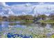 Picturesque lake view featuring a vibrant blue gazebo, lily pads, and clear blue skies with fluffy clouds at 12227 Noreast Lake Dr, Tampa, FL 33612