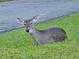 Wildlife roaming freely on this property, enjoying lush green surroundings and scenic views at 811 Helmsman Way, Palm Harbor, FL 34685