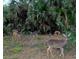 Wildlife roaming freely on this property, enjoying lush green surroundings and scenic views at 811 Helmsman Way, Palm Harbor, FL 34685