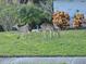 Wildlife roaming freely on this property, enjoying lush green surroundings and scenic views at 811 Helmsman Way, Palm Harbor, FL 34685