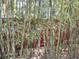 Healthy stalks of bamboo growing to create a backyard privacy screen at 1044 Virginia Dr, Sarasota, FL 34234