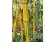 Striking golden bamboo stalks against lush greenery at 1044 Virginia Dr, Sarasota, FL 34234