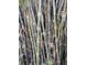 Lush bamboo forest growing in the yard of this property at 1044 Virginia Dr, Sarasota, FL 34234