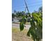 Beautiful shot of a Mango growing in the yard at 302 N Lauber Way, Tampa, FL 33609