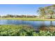 Scenic pond view surrounded by lush greenery, offering a tranquil and picturesque setting at 2175 Corinne S Ct # A, St Petersburg, FL 33712