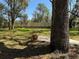 Spacious backyard with grass, mature trees, and a charming pot detail on a sunny day at 203 D Street, Brooksville, FL 34601