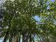 View looking up into the leafy canopy of mature trees, providing ample shade at 203 D Street, Brooksville, FL 34601