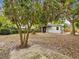 Expansive backyard with mature trees, offering privacy and shade at 1008 E Norfolk St, Tampa, FL 33604