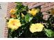 Close-up of beautiful yellow hibiscus flowers set against the brick exterior at 13736 Orange Sunset Dr, Tampa, FL 33618