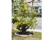 Yard view with new decorative tree and updated landscaping at 710 Seminole, Clearwater, FL 33755