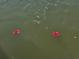 Water view showcasing two red flowers gently floating on the serene surface at 13633 Britton Dr, Hudson, FL 34667