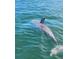 Close-up of a dolphin swimming gracefully in its natural habitat, showcasing the beauty of marine life at 5910 La Rosa Ln, Apollo Beach, FL 33572