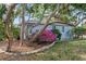 Charming home with a vibrant pink flower bush nestled beneath a large tree, adding natural beauty to the front yard at 325 Orangeview Ave, Clearwater, FL 33755